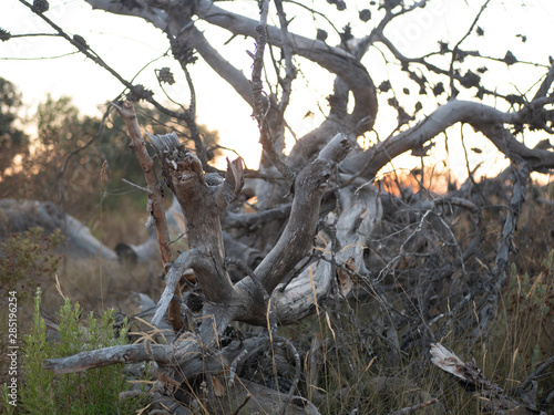 Tronco de    rbol ca  do y partido  con ramas retorcidas con puesta de sol al fondo