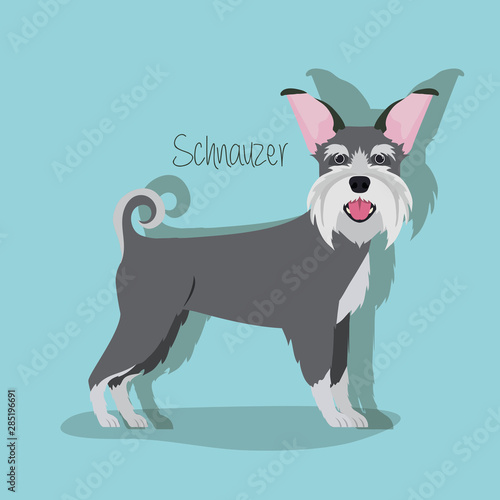 cute schnauzer dog pet character