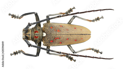 Tableau sur toile Batocera rufomaculata (Degeer, 1775)