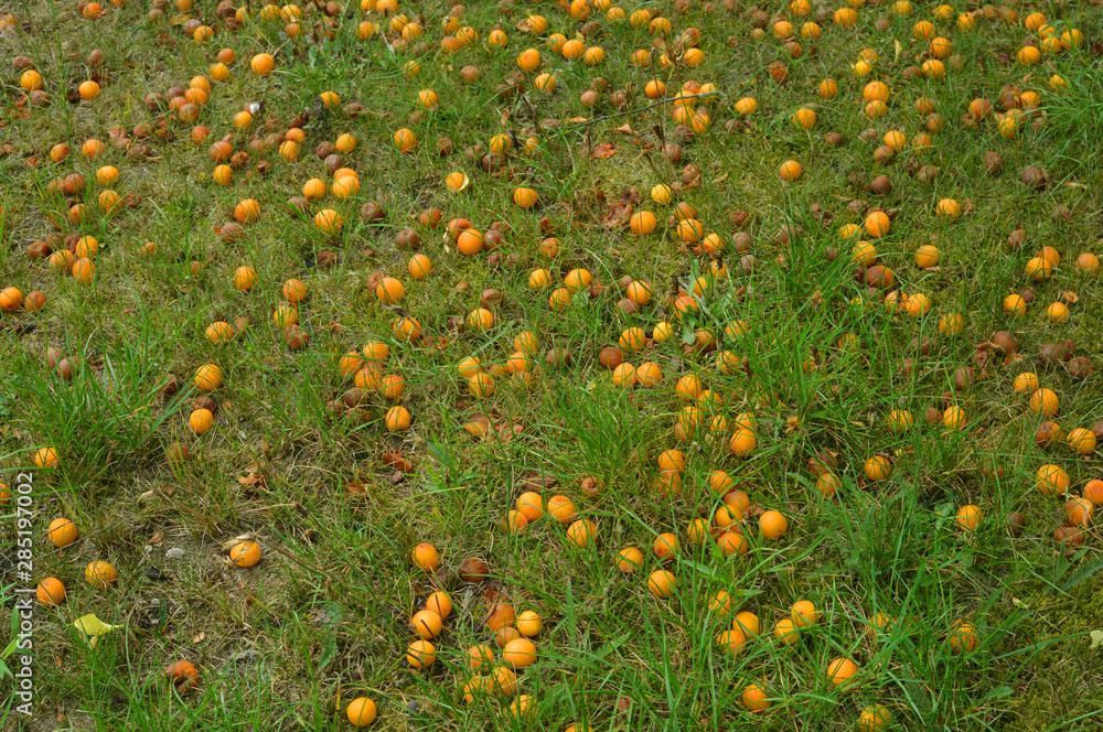 Mirabelle fruits, yellow plums on the ground in the garden background texture