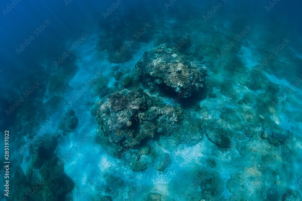 Fototapeta premium Underwater scene in ocean with corals