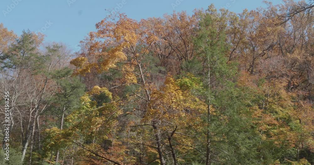 Trees along the Wissahickon Creek in Autumn Trees along the Wissahickon Creek in Autumn