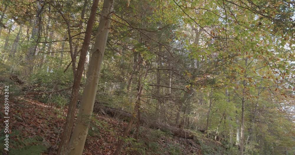 Trees along the Wissahickon Creek in Autumn Trees along the Wissahickon Creek in Autumn