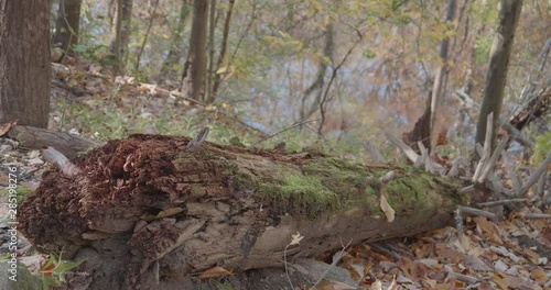 Moss on fallen tree near flowing Wissahickon Creek photo