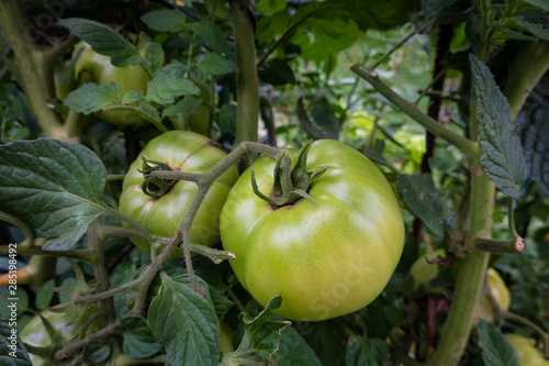 tomates verdes en la rama