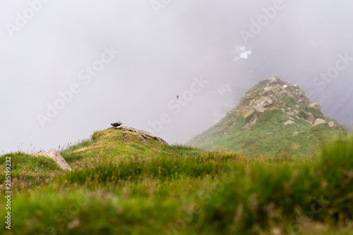 Fototapeta Naklejka Na Ścianę i Meble -  Puffin nesting on cliff above the ocean. Mykines island, Faroe.