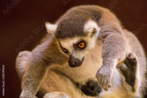 cuddly cute lemur monkey