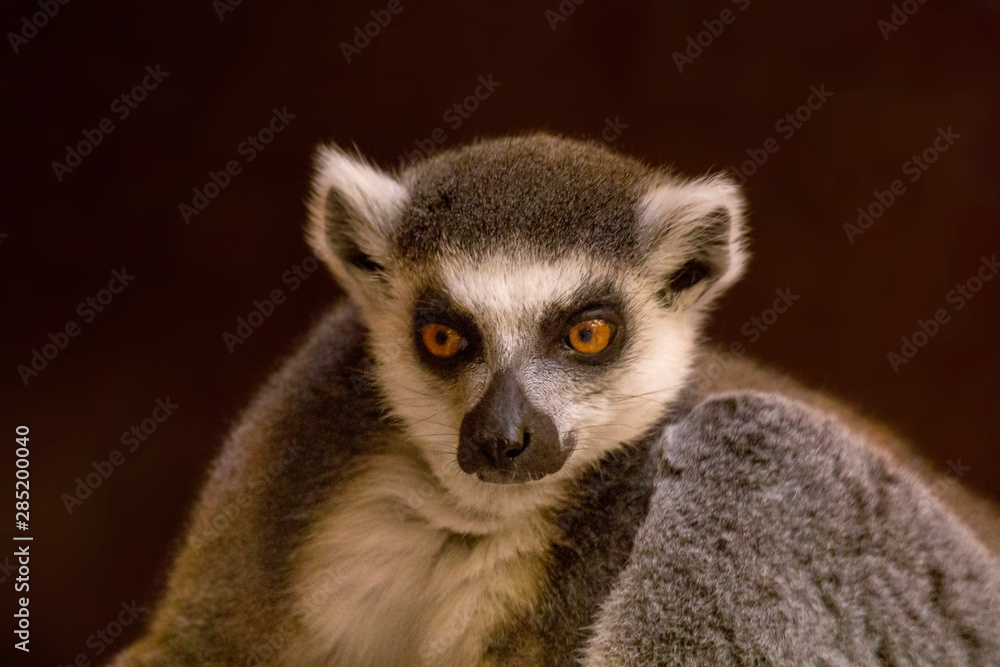 cuddly cute lemur monkey cuddly cute lemur monkey