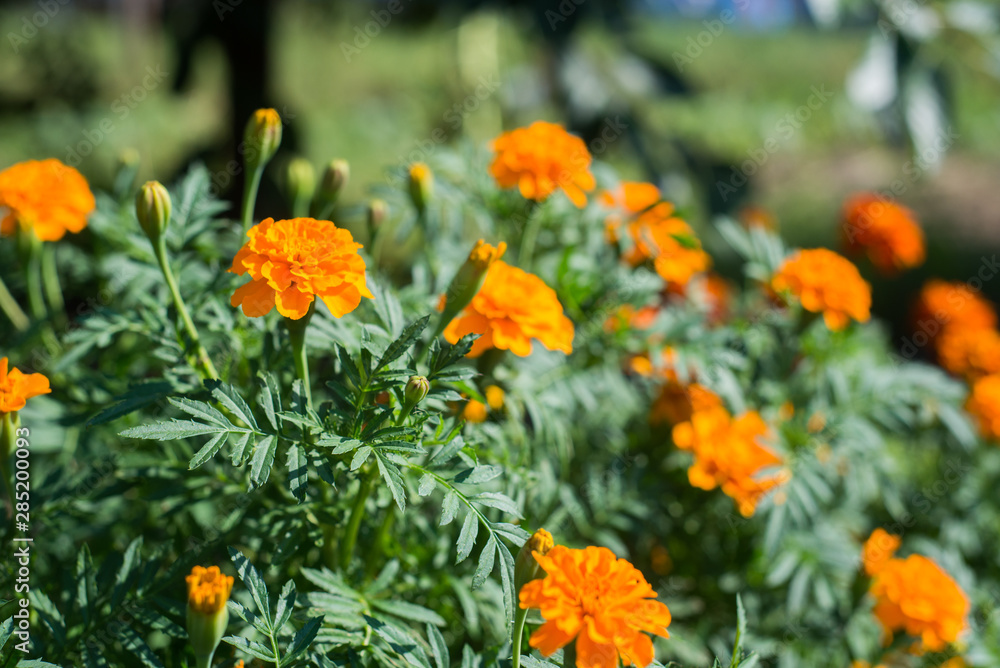 Flowers, close up of field flowers, summer time and summer atmosphere. Flowers, close up of field flowers, summer time and summer atmosphere.