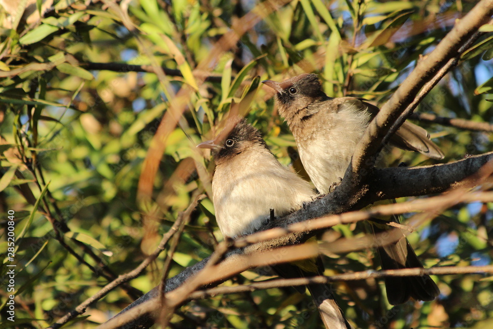 Dark caped bulbul in Johannesburg Dark caped bulbul in Johannesburg