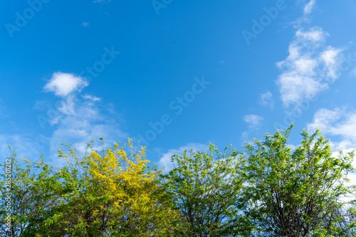 Trees in green forest landsblue summer sky with white fluffy clouds blue sky.