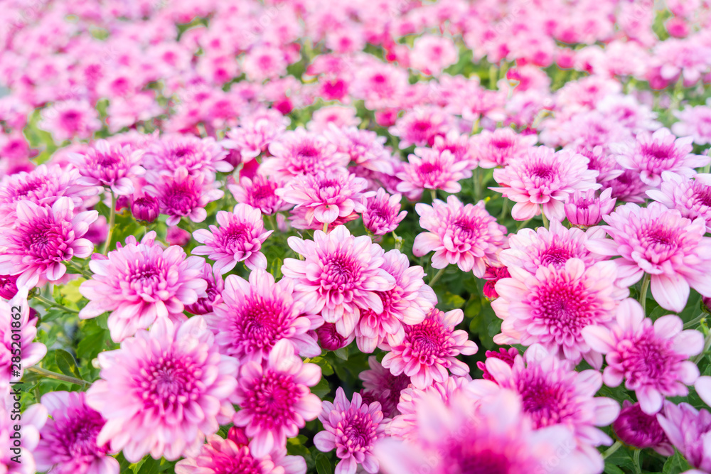 Blossom pinkish purple Chrysanthemum (Hardy Mums) flower in the garden with green leaf of summer sunshine. Blossom pinkish purple Chrysanthemum (Hardy Mums) flower in the garden with green leaf of summer sunshine.