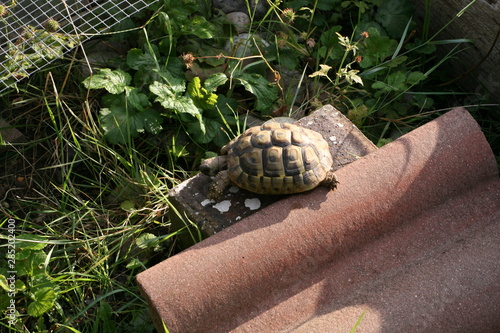 tortoise on brick