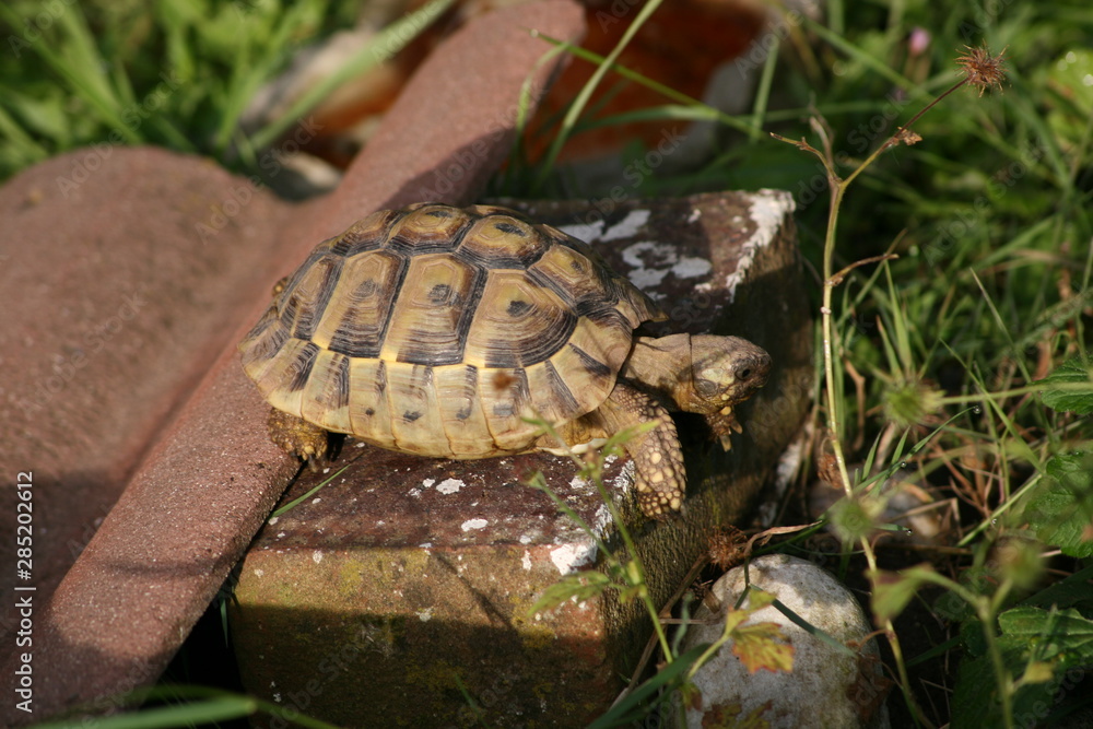 Fototapeta premium tortoise on brick