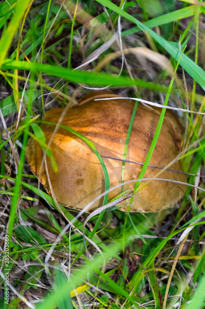 The nature of the Moscow region,mushrooms hid in the grass The nature of the Moscow region,mushrooms hid in the grass