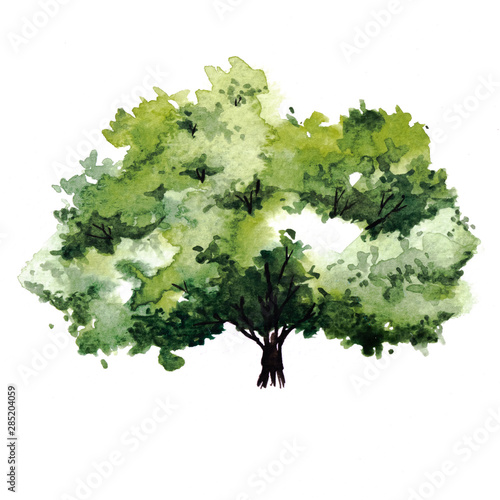 Green tree with leaves. Hand drawn watercolor painting,isolate on white background.Colorful splashing in the paper.It is wet texture with paint brushes stoke.Stylized summer tree. Eco design.