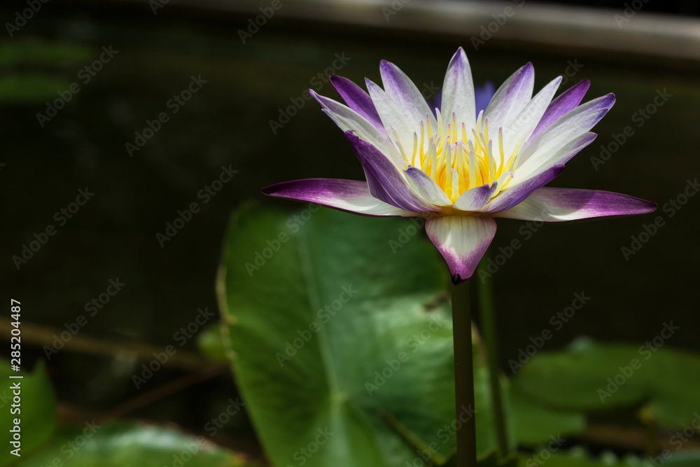 purple white lotus and green leaf in pond