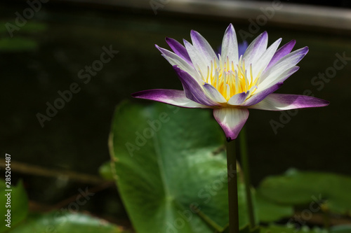 purple white lotus and green leaf in pond