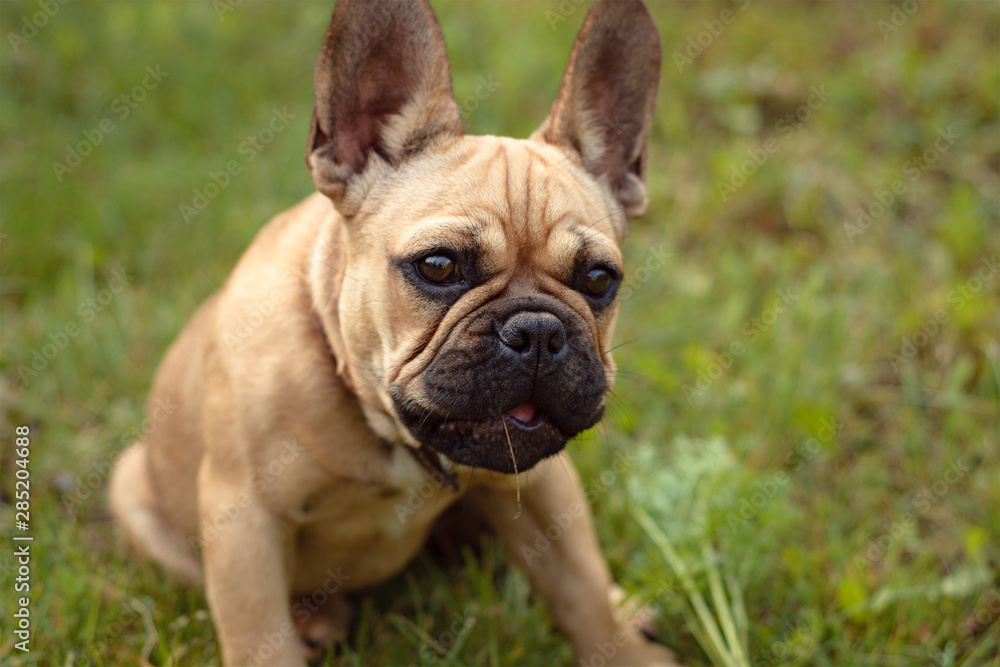 Small french bulldog puppy sits on the summer grass
