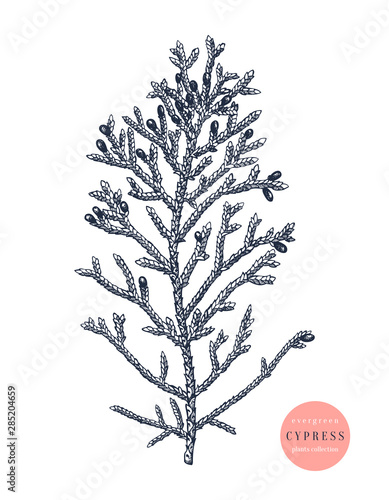 Mediterranean cypress vector illustration. Evergreen tree botanical drawing. Hand drawn conifer plant. For Christmas design, greeting cards, banner, decoration. Vintage outline.