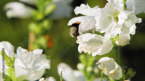 A close-up macro shot of a bumblebee collecting nectar on white Clethraceae flowers. photo