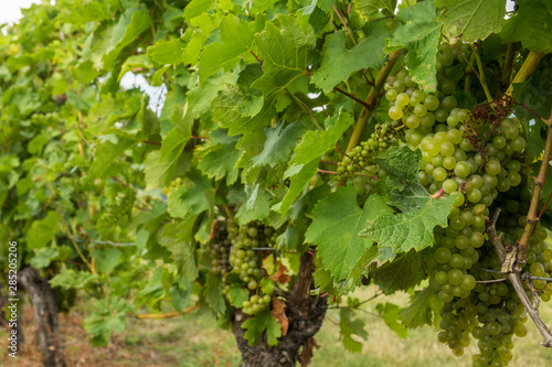 close-up of bunches of grapes from the famous vineyard of Monbazillac, France