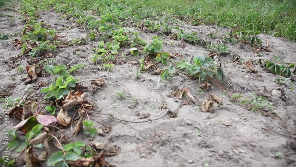 Do Strawberry Grow On Bushes