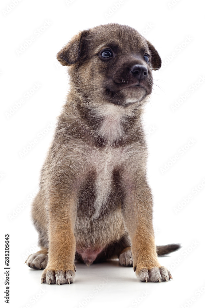 Obraz premium Brown beautiful puppy.