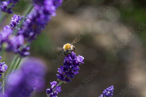 Fototapeta Naklejka Na Ścianę i Meble -  bee on a blooming lavender