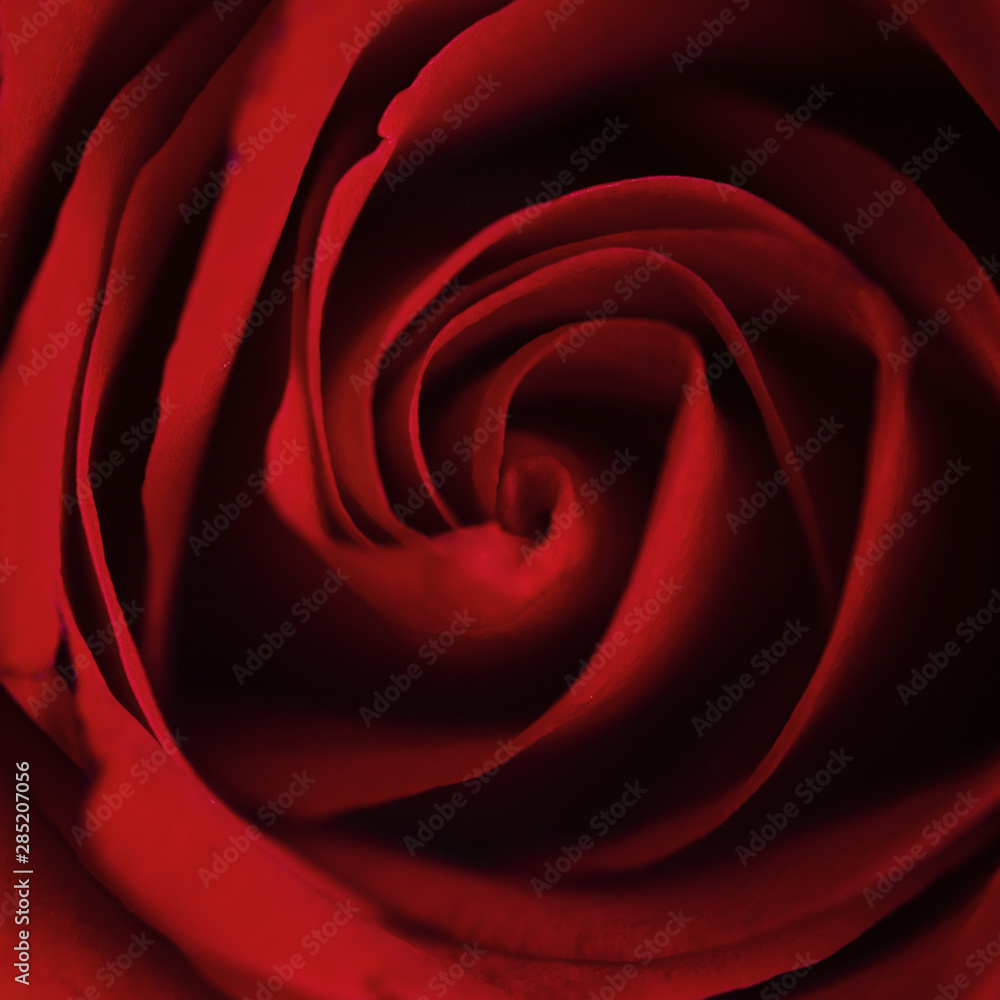 Beautiful red rose macro photohgraphy Beautiful red rose macro photohgraphy