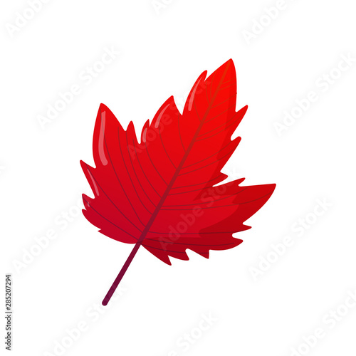 Autumn fall colorful leaf.