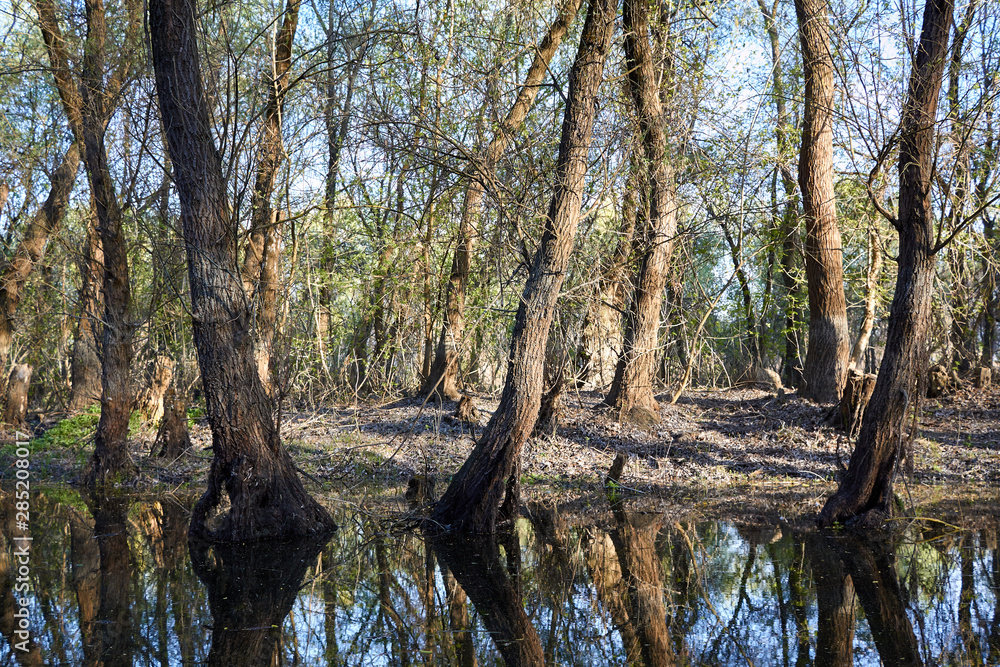 Trunks of willows trees near the river in early spring. Willows trunks in the swamp Trunks of willows trees near the river in early spring. Willows trunks in the swamp