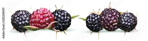 Vector illustration of blackberry isolated on white background. Collection ripe black raspberry. Summers, fresh berry close up. 3D realistic illustration