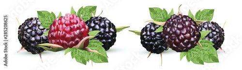 Fresh blackberry isolated on white background. Collection ripe black raspberry with green leaft. Summer berry close up. Vector illustration.