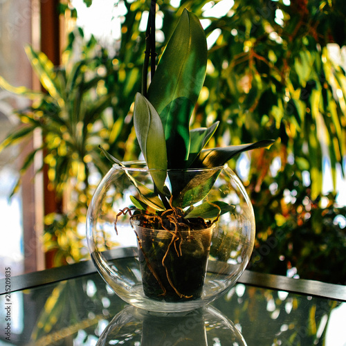 phalaenopsis in a round vase