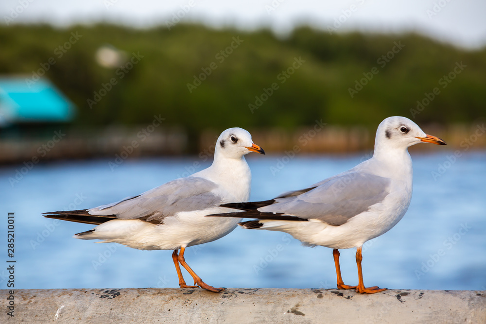 Two Seagulls standing at Sukta Bridge, Bangpu, Samut Prakan, Province, Thailand, Larus brunnicephalus, Close up shot, Select focus, Birds photography travel Two Seagulls standing at Sukta Bridge, Bangpu, Samut Prakan, Province, Thailand, Larus brunnicephalus, Close up shot, Select focus, Birds photography travel
