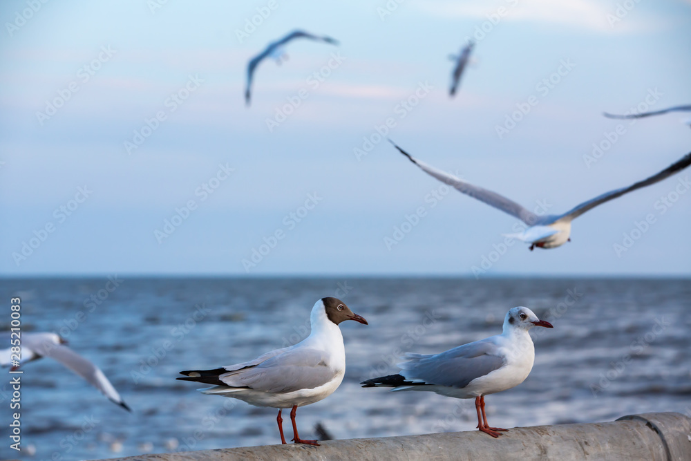 Seagulls standing and flying at Sukta Bridge, Bangpu, Samut Prakan, Province, Thailand, Larus brunnicephalus, Close up shot, Select focus, Birds photography travel Seagulls standing and flying at Sukta Bridge, Bangpu, Samut Prakan, Province, Thailand, Larus brunnicephalus, Close up shot, Select focus, Birds photography travel