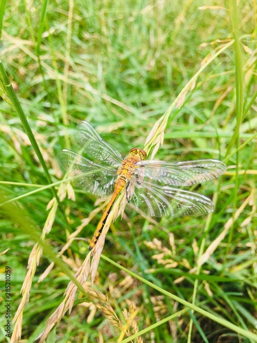 dragonfly on green leaf