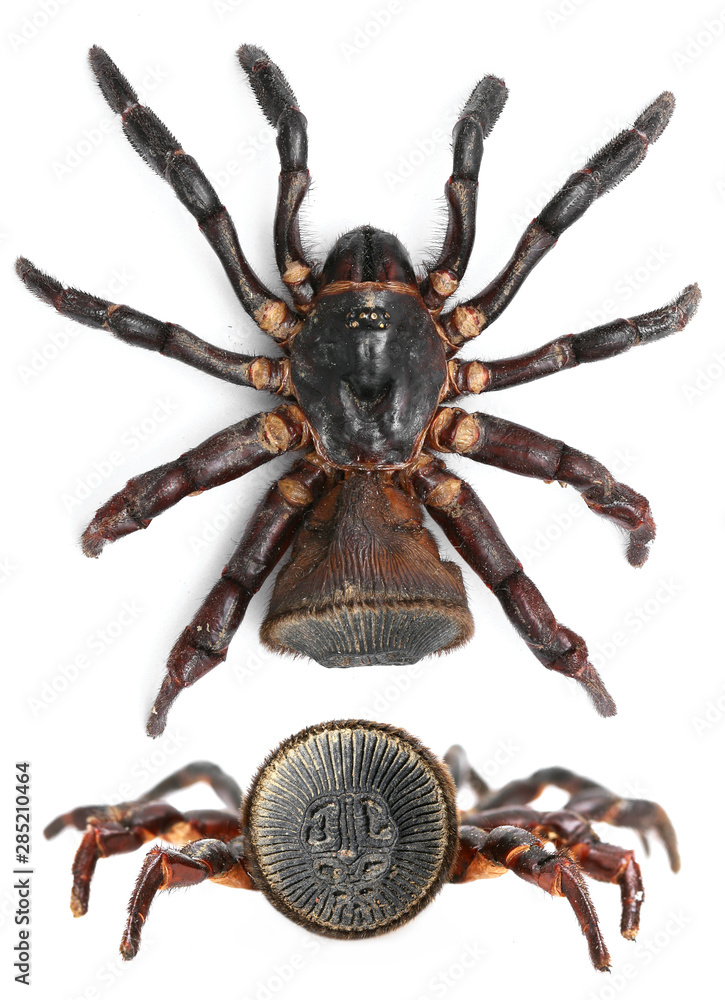 Obraz premium Cyclocosmia latusicosta(Zhu,Zhang & Zhang,2006)