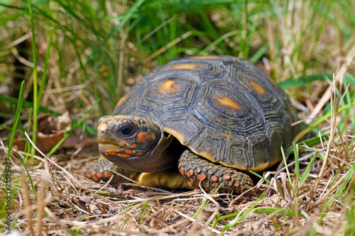 Köhlerschildkröte (Chelonoidis carbonarius) - Red-footed tortoise photo