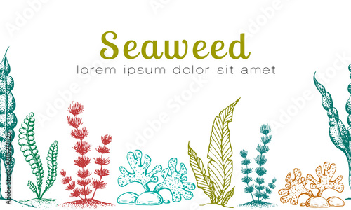 Vector horizontal seamless seaweed banner. vintage background with engraved seaweeds, corals and reef. underwater natural hand drawn elements. Vintage seaweed collection. Wedding or ad template design