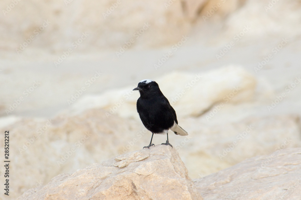 White-crowned Wheatear stand on rock at Wadi Degla Protectorate, Western Desert, Egypt White-crowned Wheatear stand on rock at Wadi Degla Protectorate, Western Desert, Egypt