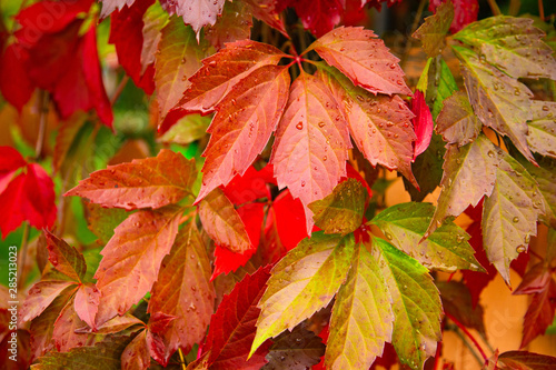 Red autumn leaves background