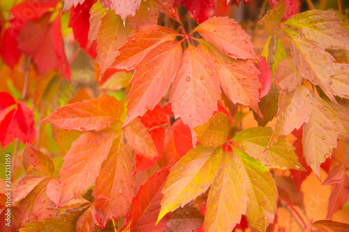 Red autumn leaves background