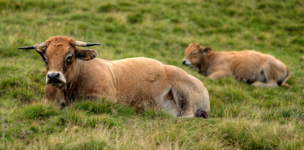 Vache aubracoise au col de la Croix-Morand, Auvergne, France