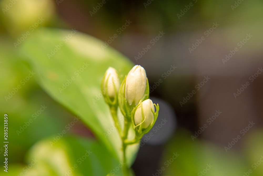 Macro, Bud of white Jasmine flower, Flowers that are like words instead of saying that I love my mother. For giving to mothers on Mother's Day in thailand. Macro, Bud of white Jasmine flower, Flowers that are like words instead of saying that I love my mother. For giving to mothers on Mother's Day in thailand.