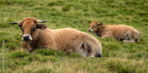 Vache aubracoise au col de la Croix-Morand, Auvergne, France © Jorge Alves