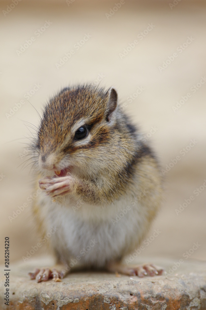 Obraz premium シマリス