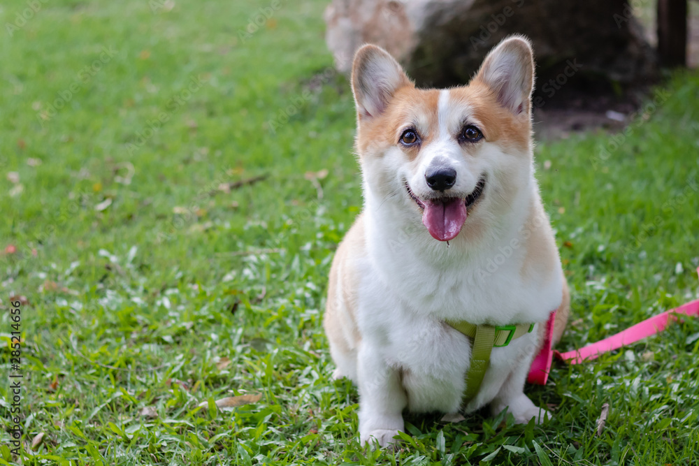 Cute Corgi dog at the park, Cute Welsh Corgi dog sit up in the city park. a dog in the grass background, corgi puppy is sitting down in park, dog looking camera Cute Corgi dog at the park, Cute Welsh Corgi dog sit up in the city park. a dog in the grass background, corgi puppy is sitting down in park, dog looking camera
