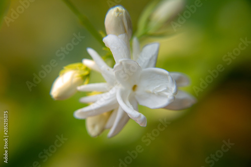 Macro, White Jasmine flower, Flowers that are like words instead of saying that I love my mother. For giving to mothers on Mother's Day in thailand.